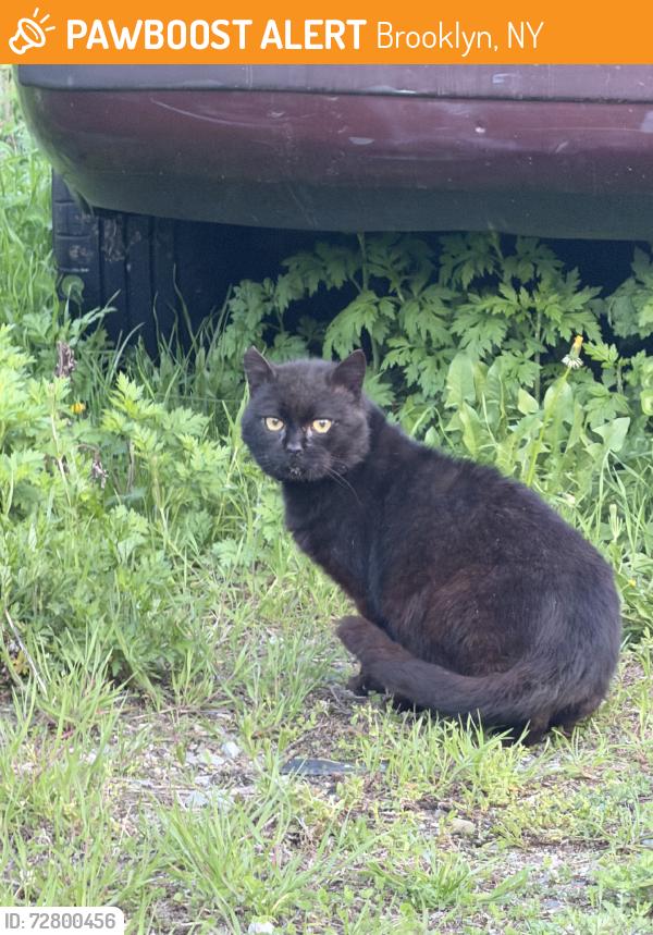 Found/Stray Unknown Cat last seen Cropsey and Harway, Brooklyn, NY 11214