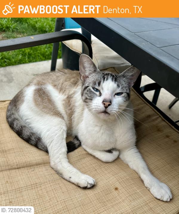 Found/Stray Unknown Cat last seen Cope/Cruise, Denton, TX 76207
