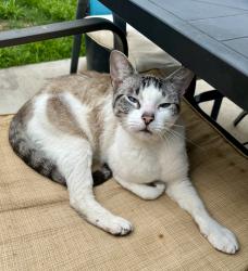 Found/Stray Unknown Cat last seen Cope/Cruise, Denton, TX 76207