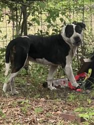 Found/Stray Male Dog last seen Napier Ave and Courtland Ave, Macon, GA 31204
