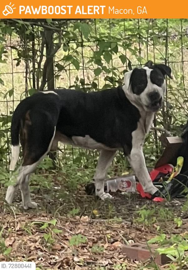 Found/Stray Male Dog last seen Napier Ave and Courtland Ave, Macon, GA 31204
