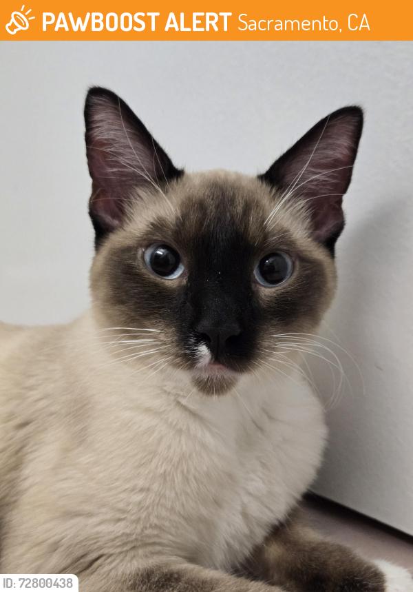Found/Stray Male Cat last seen Truxel Rd and Bannon Creek Dr, Sacramento, CA 95833