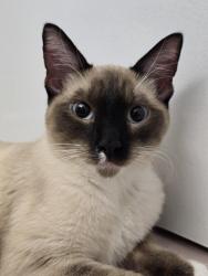 Found/Stray Male Cat last seen Truxel Rd and Bannon Creek Dr, Sacramento, CA 95833