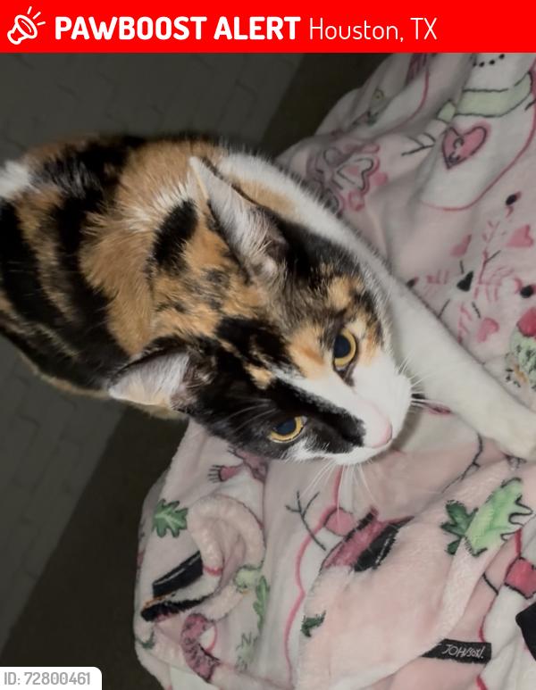 Lost Female Cat last seen Near hillcroft , Houston, TX 77081