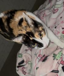 Lost Female Cat last seen Near hillcroft , Houston, TX 77081