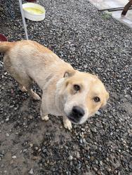 Found/Stray Female Dog last seen by cow farm, Wapato, WA 98951