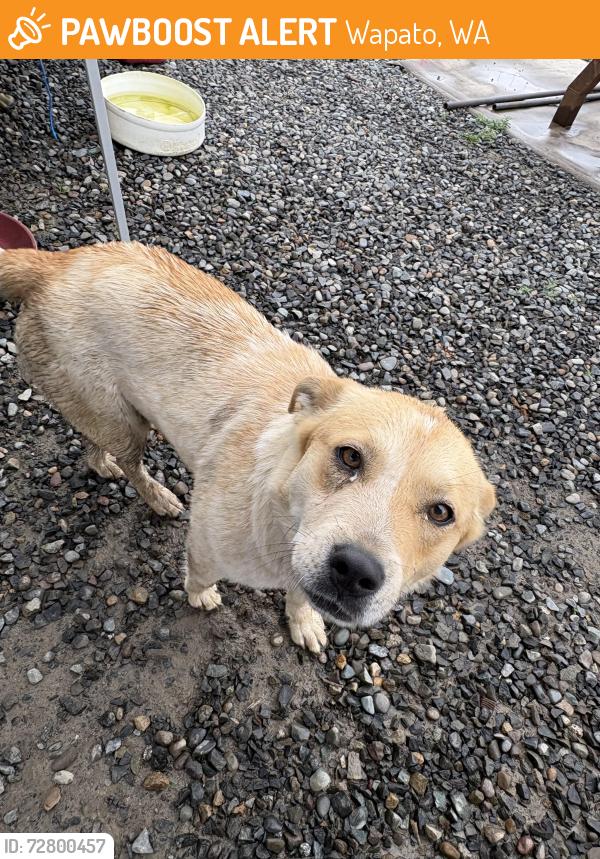 Found/Stray Female Dog last seen by cow farm, Wapato, WA 98951