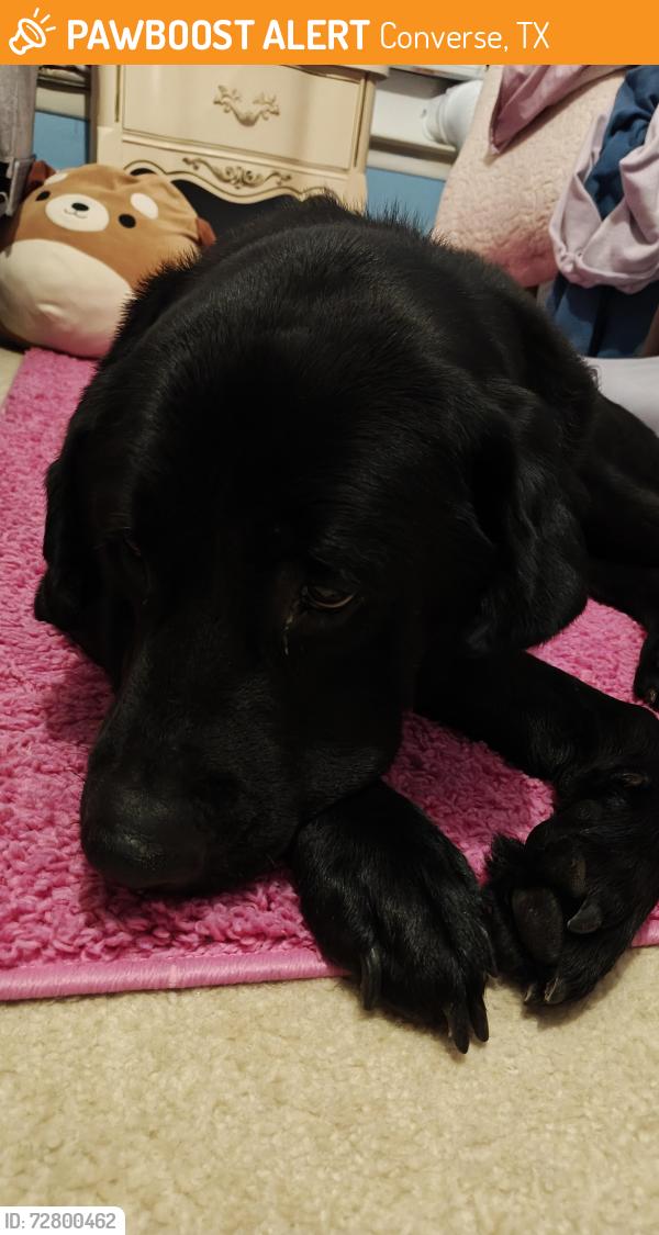 Found/Stray Male Dog last seen By Northampton neighborhood pool, Converse, TX 78109