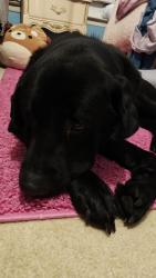 Found/Stray Male Dog last seen By Northampton neighborhood pool, Converse, TX 78109
