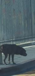 Found/Stray Male Dog last seen 105th street and Weigand, Los Angeles, CA 90002