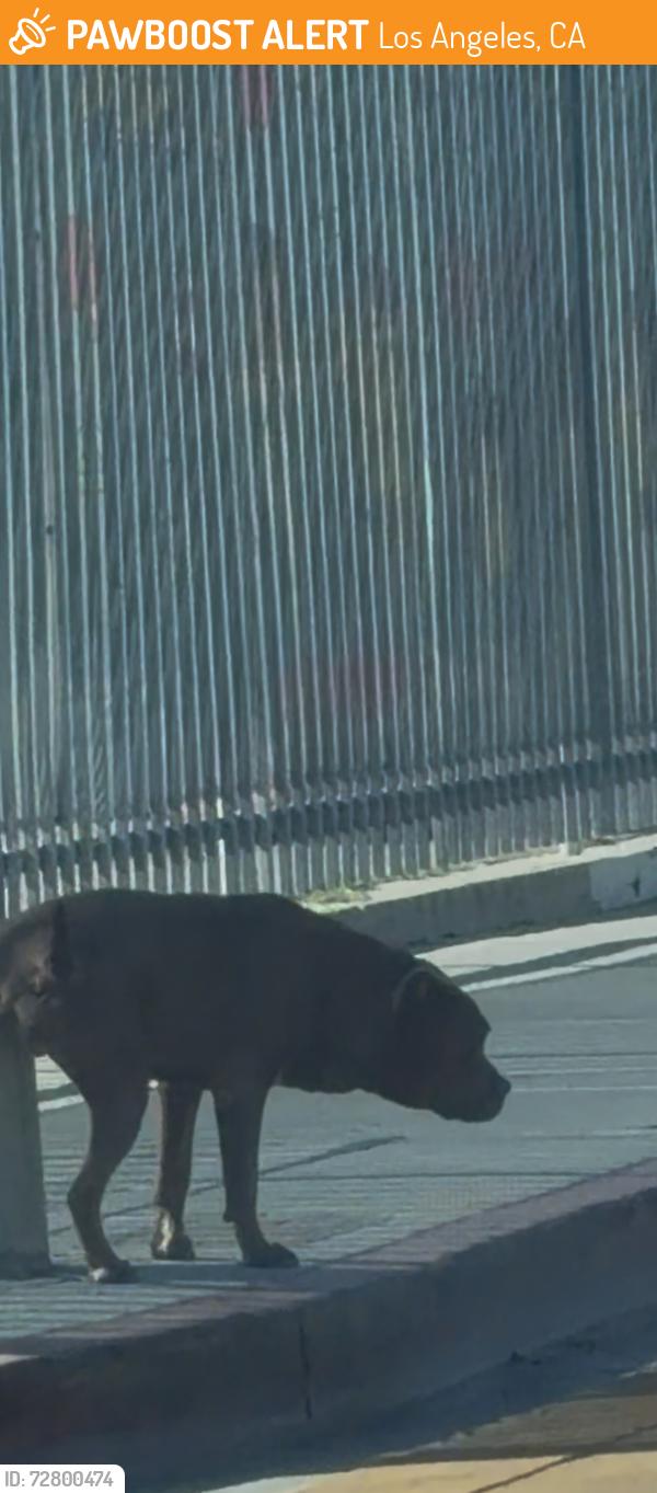 Found/Stray Male Dog last seen 105th street and Weigand, Los Angeles, CA 90002