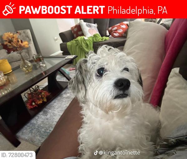 Lost Male Dog last seen Near WEST GODFREY AVE PHILADELPHIA PENNSYLVANIA 19120, Philadelphia, PA 19120