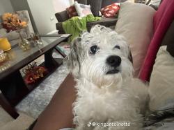 Lost Male Dog last seen Near WEST GODFREY AVE PHILADELPHIA PENNSYLVANIA 19120, Philadelphia, PA 19120