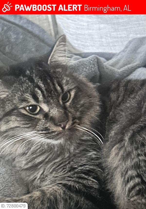 Lost Male Cat last seen Hoover Area, Birmingham, AL 35226