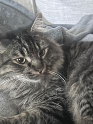 Lost Male Cat last seen Hoover Area, Birmingham, AL 35226