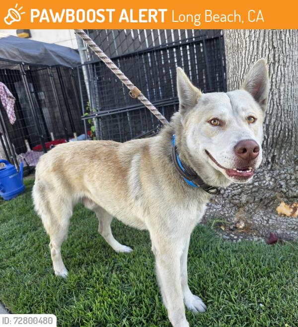 Found/Stray Male Dog last seen Near Atlantic Ave, Long Beach, CA 90805, Long Beach, CA 90805