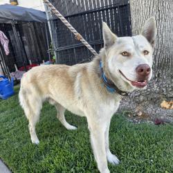 Found/Stray Male Dog last seen Near Atlantic Ave, Long Beach, CA 90805, Long Beach, CA 90805