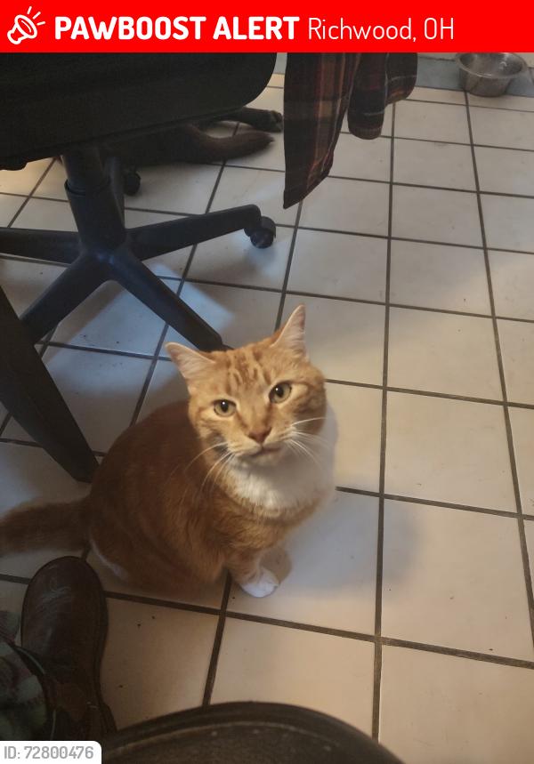 Lost Male Cat last seen Hoskins rd & Rt 4 or 1 mile out side of Richwood ohio, Richwood, OH 43344