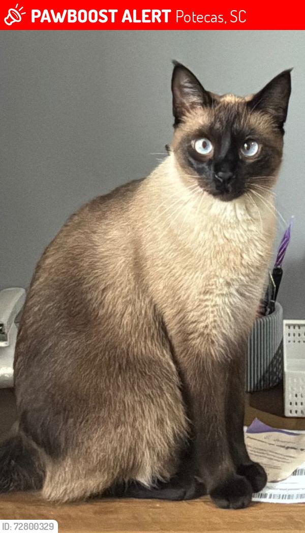 Lost Female Cat last seen vale verde, Potecas, SC 