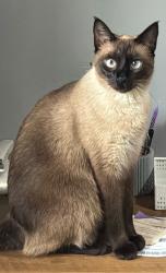 Lost Female Cat last seen vale verde, Potecas, SC 