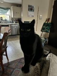 Lost Male Cat last seen S Pier Rd/ point Judith rd, Narragansett, RI 02882