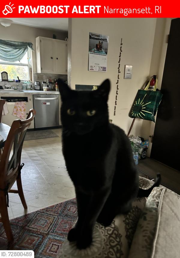 Lost Male Cat last seen S Pier Rd/ point Judith rd, Narragansett, RI 02882