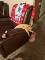 Lost Male Cat last seen Erial Williamstown Road, Gloucester Township, NJ 08081