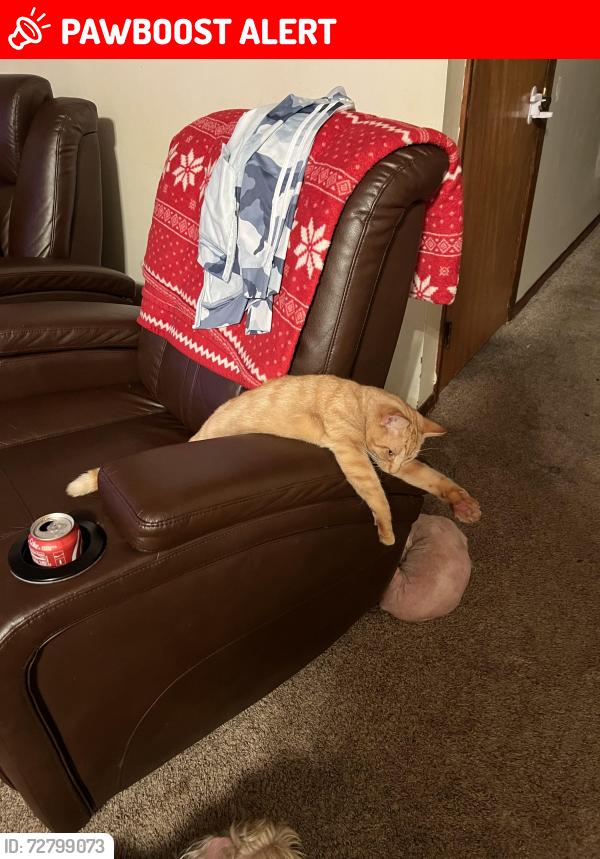 Lost Male Cat last seen Erial Williamstown Road, Gloucester Township, NJ 08081