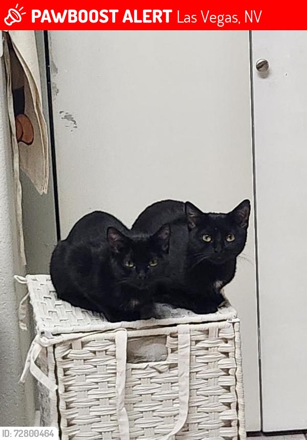 Lost Female Cat last seen Walmart on boulder hwy, Las Vegas, NV 89122