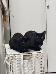 Lost Female Cat last seen Walmart on boulder hwy, Las Vegas, NV 89122
