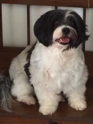 Lost Female Dog last seen Rice Mill Rd, Macon, GA 31206
