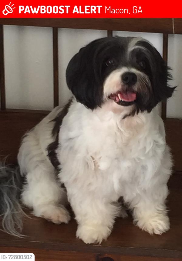 Lost Female Dog last seen Rice Mill Rd, Macon, GA 31206