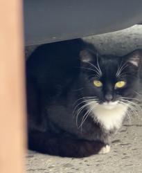 Found/Stray Unknown Cat last seen Cropsey and Harway, Brooklyn, NY 11214