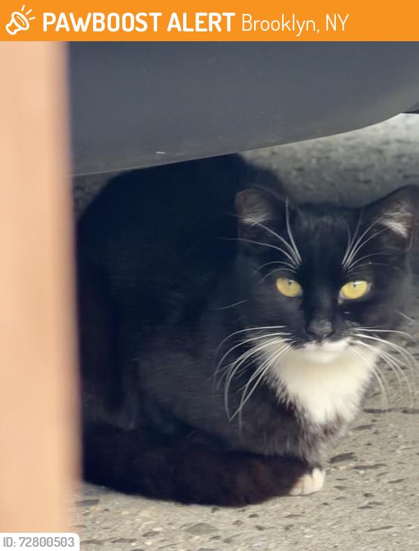Found/Stray Unknown Cat last seen Cropsey and Harway, Brooklyn, NY 11214