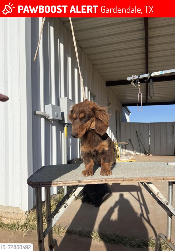 Lost Female Dog last seen Between 158 and Goldenrod off Horseshoe, Gardendale, TX 79758