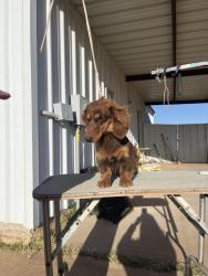 Lost Female Dog last seen Between 158 and Goldenrod off Horseshoe, Gardendale, TX 79758