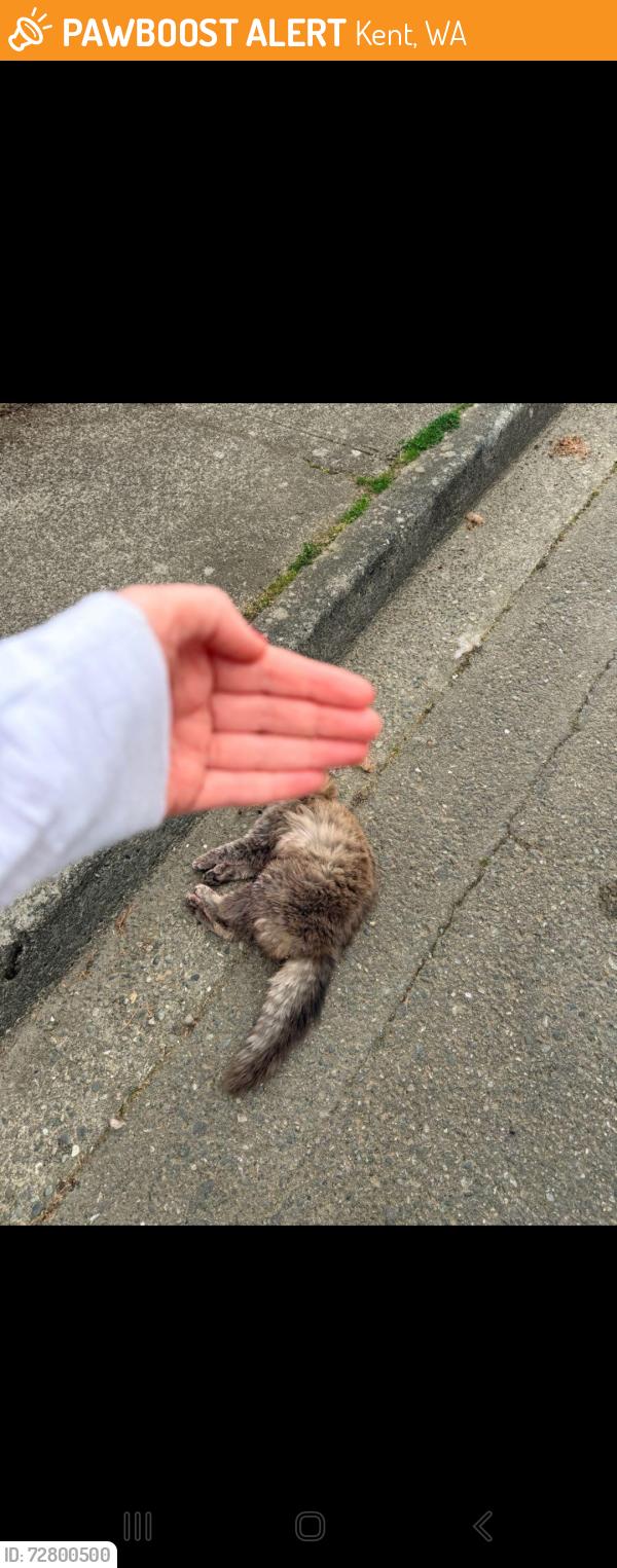 Found/Stray Unknown Cat last seen On 124th ave ne near 217th, Kent, WA 98031