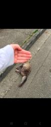 Found/Stray Unknown Cat last seen On 124th ave ne near 217th, Kent, WA 98031