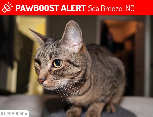 Lost Male Cat last seen Linksider dr , Sea Breeze, NC 28412