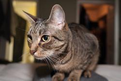 Lost Male Cat last seen Linksider dr , Sea Breeze, NC 28412