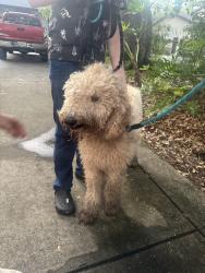 Found/Stray Male Dog last seen Hoffner and oak island , Belle Isle, FL 32812