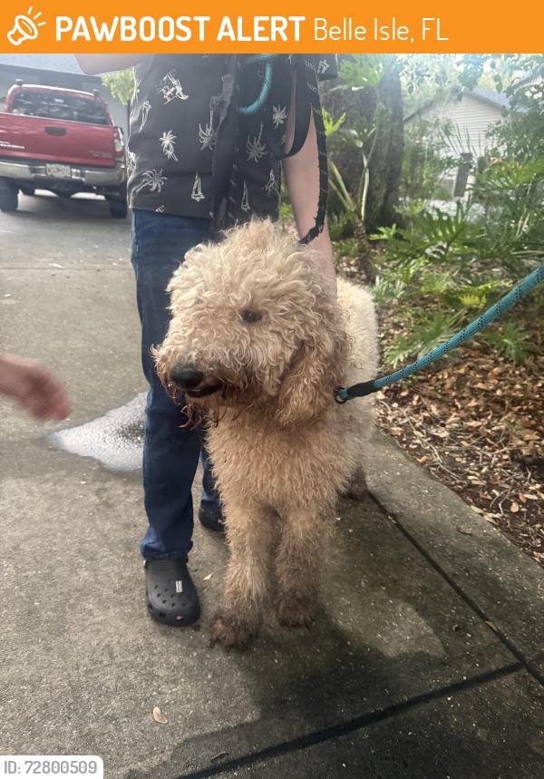 Found/Stray Male Dog last seen Hoffner and oak island , Belle Isle, FL 32812