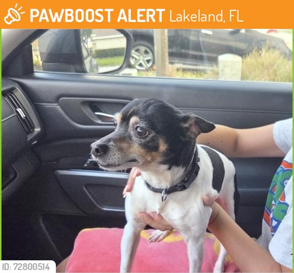 Found/Stray Male Dog last seen 540a and yarborough lane, Lakeland, FL 33846