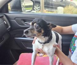 Found/Stray Male Dog last seen 540a and yarborough lane, Lakeland, FL 33846