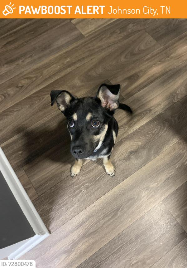 Found/Stray Female Dog last seen Skyline Dr, Johnson City, TN 37604