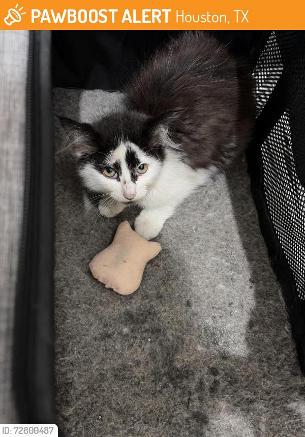 Found/Stray Unknown Cat last seen Couch , Houston, TX 77008