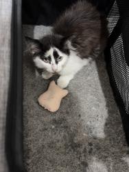 Found/Stray Unknown Cat last seen Couch , Houston, TX 77008