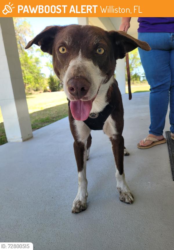 Found/Stray Male Dog last seen NE20th St Williston Fl, Williston, FL 32696