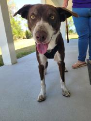 Found/Stray Male Dog last seen NE20th St Williston Fl, Williston, FL 32696