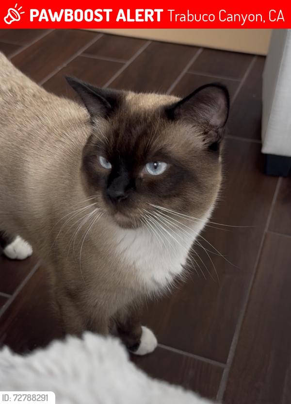 Lost Male Cat last seen Via del lago, Trabuco Canyon, CA 92679